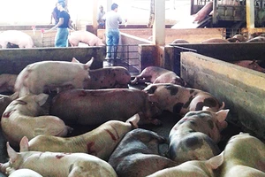 Thiếu quy định buộc kiểm tra chất cấm ở heo