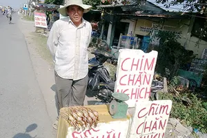 Cút già thành chim rừng