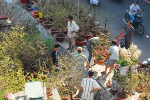 Xuân đến sớm dọc bến Bình Đông