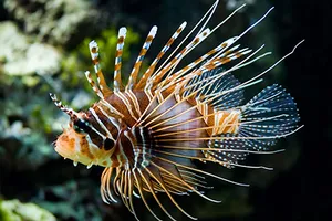 Săn cá cảnh ‘độc’ trăm triệu chơi tết