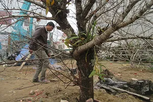 Một cành đào Lào nhập vào Việt Nam giá hơn 30 triệu đồng