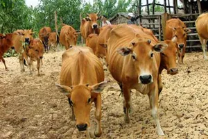 Chuyện đàn bò của Hường