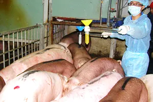 Nới chất cấm, nguy cơ tràn lan thịt bẩn?