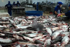 Dân lại treo ao vì giá cá tra thấp nhất sáu năm qua 