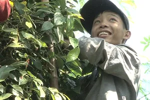 Đỏ mắt không tìm được người hái tiêu