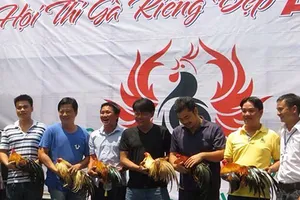 Dân chơi Sài Gòn chăm gà để thi hoa vương