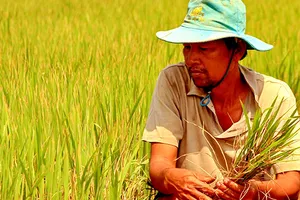 Lúa chết cháy, cây khô héo vì thiên tai lịch sử ở miền Tây 