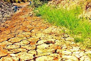 Các tỉnh ĐBSCL đều bị nước mặn xâm nhập