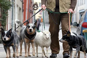 Cách phòng vệ và giải cứu trước chó dữ