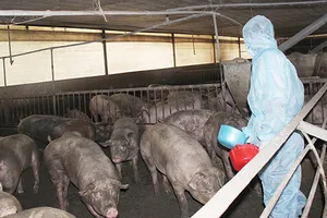 Vì sao gần 30 nước cho sử dụng chất tạo nạc, Việt Nam cấm? 