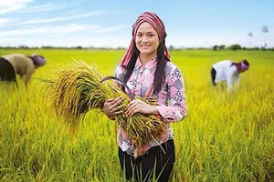 Doanh nghiệp Việt sang Campuchia trồng lúa 