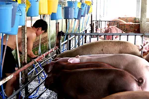 Thực phẩm bẩn: Pháp lý đã đủ, chỉ chờ trách nhiệm