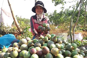 Giá chanh dây lao dốc vì phụ thuộc Trung Quốc