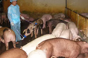 Nuôi heo dùng chất cấm bị phạt tù?