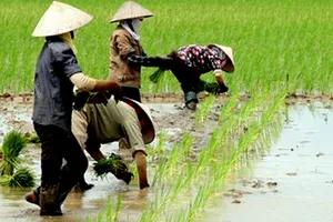 Quốc hội tán thành giảm đất trồng lúa gần 93.000 ha