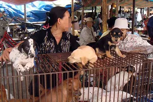 Mất chó phải… lụy ‘cò’