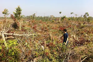 Đắk Nông: Đình chỉ công tác bốn cán bộ kiểm lâm