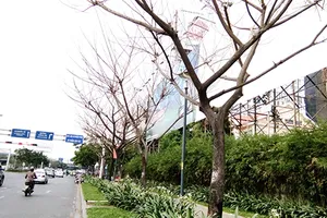 Cây trên phố bỗng nhiên ‘lăn đùng’ ra chết