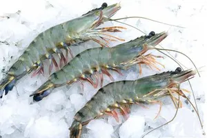 Trung Quốc nhập khẩu trở lại tôm sú Việt Nam 