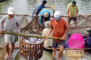 Để đại gia không ‘sớm nở tối tàn’