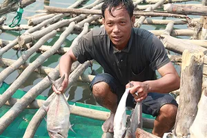 Cá biển chết do nhiễm độc?