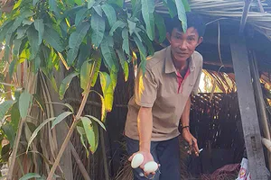 Bình Chánh: Khởi tố ‘chòi vịt’ là sai luật 