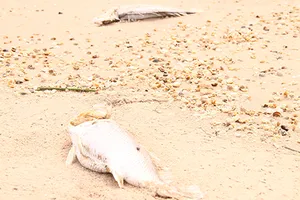 Phá hại môi trường: Phải xử nghiêm!