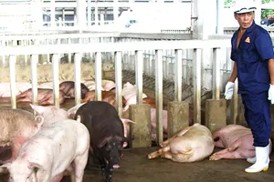 TP.HCM tiêu hủy 80 con heo nhiễm chất cấm