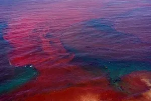 ‘Thủy triều đỏ’ không thể làm cá chết quy mô lớn