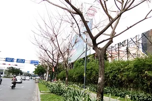 Sẽ xử nghiêm kẻ bức tử cây xanh