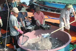 Ngư dân Quảng Bình tấp nập ra khơi