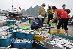 Chuyên gia Đức, Mỹ bắt đầu tìm nguyên nhân cá chết