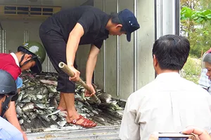 Tìm nguyên nhân cá chết tại Huế 