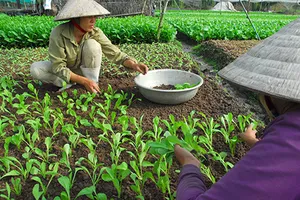 TP.HCM phối hợp sản xuất nông nghiệp sạch với Hậu Giang 