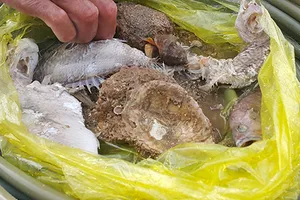 Quảng Bình: Rạn san hô gần bờ đang chết