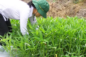 Hết thời người trồng rau bán riêng, rau ăn riêng?