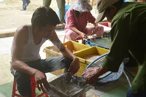 Truy tìm hóa chất tẩm vào nội tạng động vật