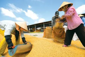 Giá gạo Việt giảm vì Thái Lan xả kho?