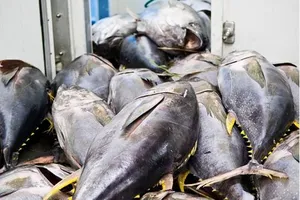 Cá ngừ Việt sang Mỹ phải đạt chứng nhận ‘an toàn cá heo’