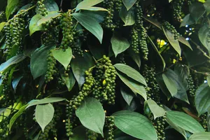 Cảnh báo hồ tiêu tăng trưởng nóng