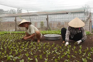 Người Sài Gòn gắn camera trồng rau sạch