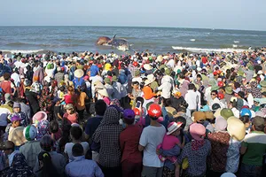 Ngư dân khóc khi an táng cá voi