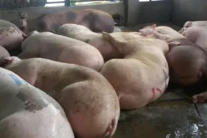 Heo ăn thuốc an thần: Bắt rồi lại trả về cho chủ, vì sao?