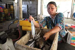 Cá nục nhiễm phenol, mỗi ‘ông’ nói một kiểu?