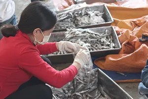 ‘Cá nục chứa phenol ở Quảng Trị vẫn ăn được’