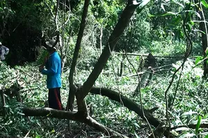 Phá 630 ha rừng tự nhiên để nuôi bò (?!)