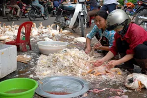 TP.HCM còn 55 điểm kinh doanh gia cầm sống trái phép