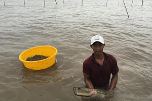 Mang hung khí cướp sò giống ở Cà Mau