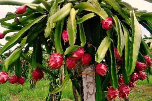 Xuất khẩu nhiều mặt hàng của Việt Nam sang Thái Lan