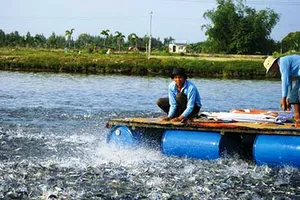 Hàng trăm sản phẩm thức ăn thủy sản lưu hành trái phép 